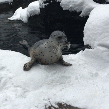 Seal the Deal: Take This Quiz to Find Out How Much You Know About Seals