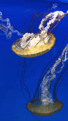 Get Ready to Be Stung by This Jellyfish Quiz