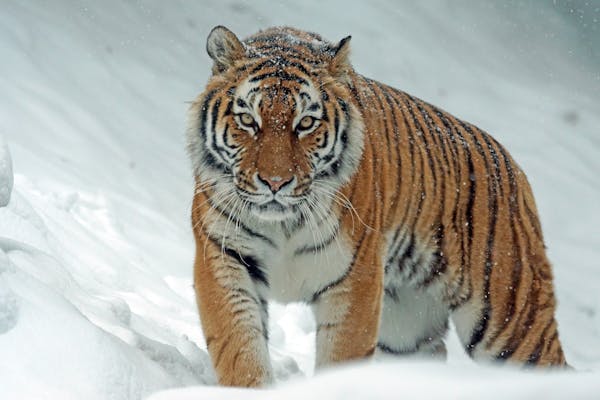 Roar-Some! Test Your Knowledge with This Tiger Quiz
