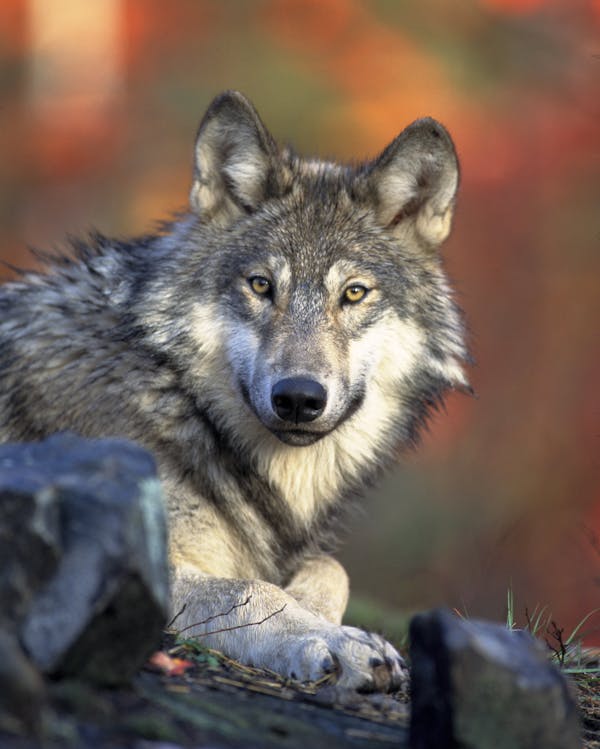 Howl You Score? Test Your Knowledge with This Wolf Quiz