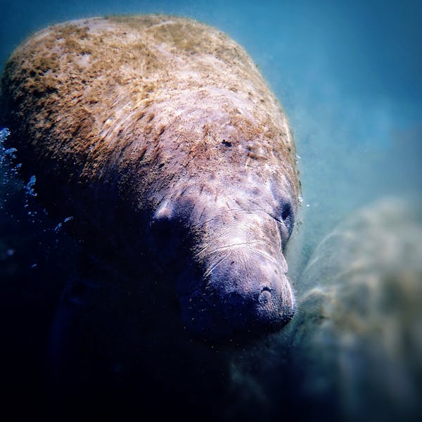 Do You Know Enough About Manatees to Pass This Quiz?