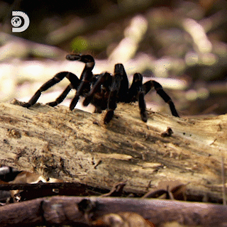 Quiz sui ragni: Quanto ne sai su questi affascinanti aracnidi?