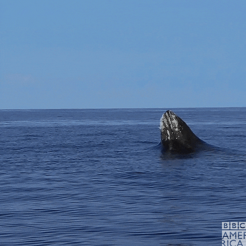 Quiz sulle balene: Quanto ne sai su questi giganti del mare?