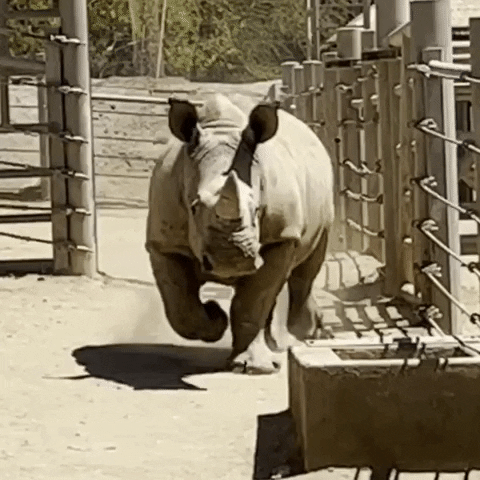 Quiz sui Rinoceronti: Quanto ne sai su questi animali maestosi?
