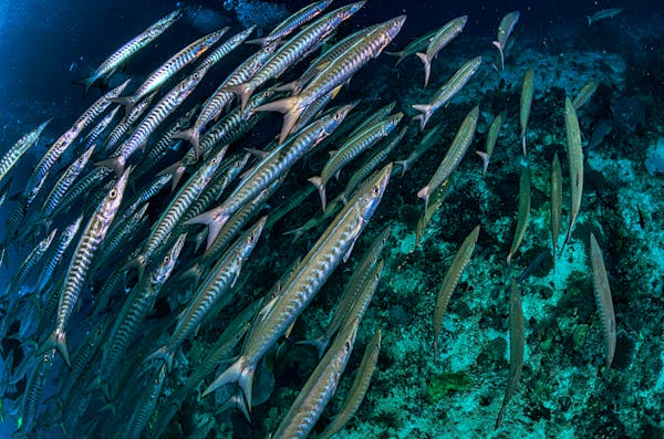 Quiz sulle Barracuda: Quanto ne sai su questi predatori marini?