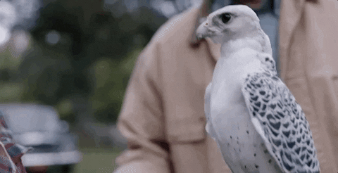 Quiz sui falchi: quanto ne sai su questi uccelli maestosi?