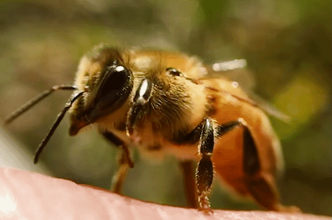 Quiz sulle api: Quanto ne sai su questi incredibili insetti?