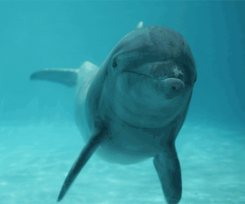 Quiz sui Delfini: Quanto ne sai su questi intelligenti mammiferi marini?