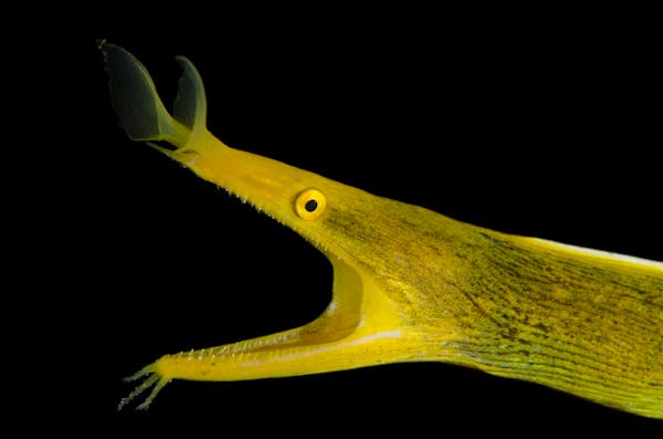 Quiz sulle Anguille: Quanto ne sai su questi animali misteriosi?