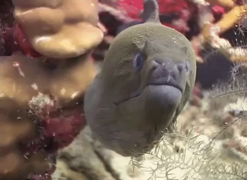 Yılan Balığı Hakkında Bilgi Yarışması: Bu gizemli hayvanlar hakkında ne kadar bilgi sahibisiniz?