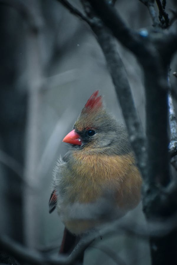 Kardinal Hakkında Bilgi Yarışması: Bu renkli kuşlar hakkında ne kadar bilgi sahibisiniz?