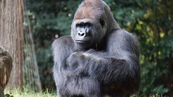 Goriller hakkında bir quiz: Bu muhteşem primatlar hakkında ne kadar bilgi sahibisiniz?