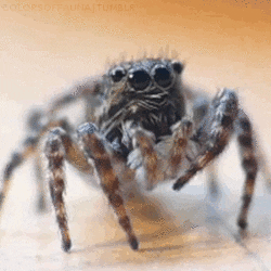Örümcekler hakkında bir quiz: Bu ilginç araknidlere ne kadar hakimsiniz?