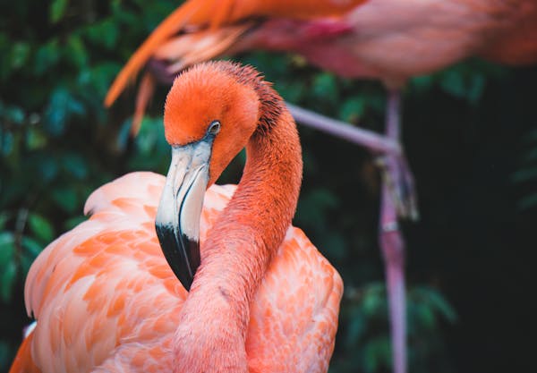 Flamingo Testi: Pembe kuşlar hakkında ne kadar bilgi sahibisiniz?