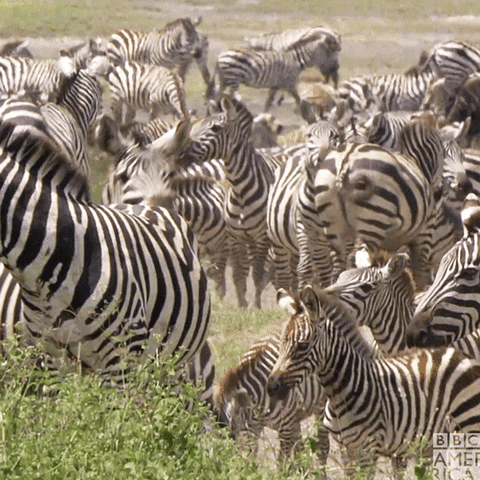 Zebra quiz: Bu çizgili hayvanlar hakkında ne kadar bilgi sahibisiniz?