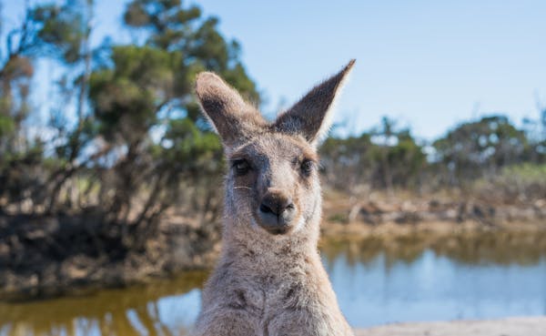 Australien-Quiz: Wie viel wissen Sie über dieses faszinierende Land?