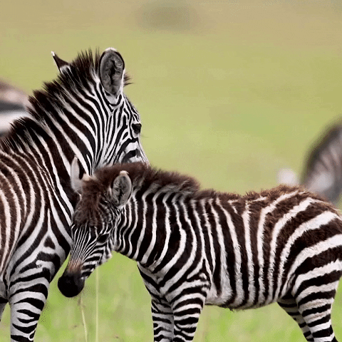 Zebra-Quiz: Wie viel weißt du über diese gestreiften Tiere?