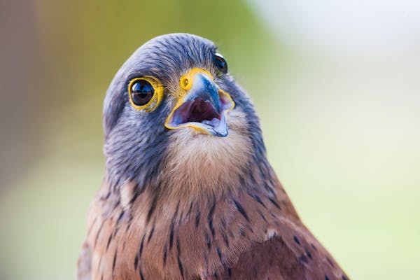 Quiz über Falken: Wie viel wissen Sie über diese majestätischen Vögel?