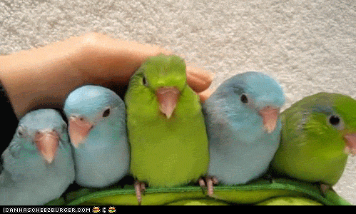 Quiz über Papageien: Wie viel wissen Sie über diese bunten Vögel?