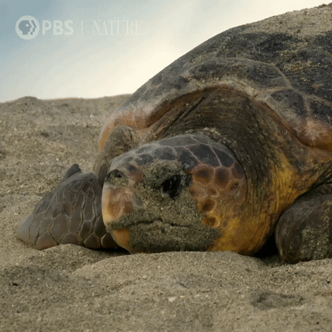 Quiz über Meeresschildkröten: Wie viel wissen Sie über diese faszinierenden Kreaturen?