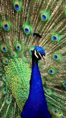 Quiz über Pfauen: Wie viel weißt du über diese majestätischen Vögel?