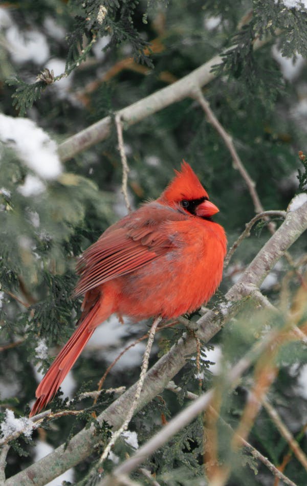 Quiz über Kardinäle: Wie gut kennst du diese bunten Vögel?