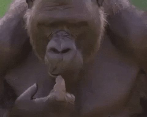 Gorilla-Quiz: Wie viel weißt du über diese majestätischen Primaten?