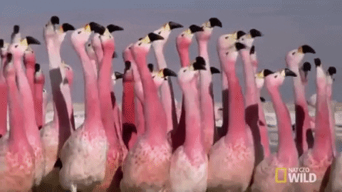 Flamingo-Quiz: Wie viel weißt du über diese rosa Vögel?