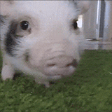 Quiz über Schweine: Wie viel wissen Sie über diese Tiere?
