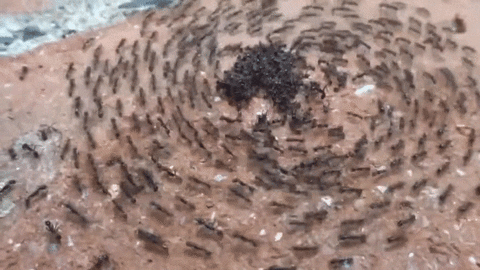 Ameisen-Quiz: Wie viel wissen Sie über diese fleißigen Insekten?
