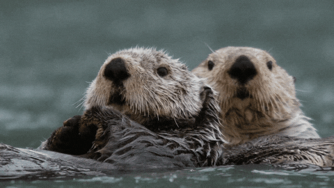 Quiz über Seeotter: Wie viel weißt du über diese niedlichen Tiere?