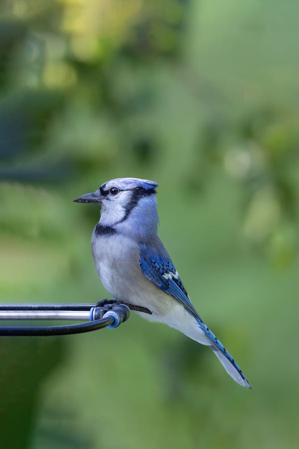 Quiz über Blauhäher: Wie viel wissen Sie über diese Vögel?