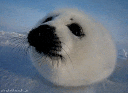 Quiz über Robben: Wie viel wissen Sie über diese Meerestiere?