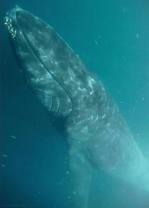 Quiz über Wale: Wie viel wissen Sie über diese Giganten des Meeres?