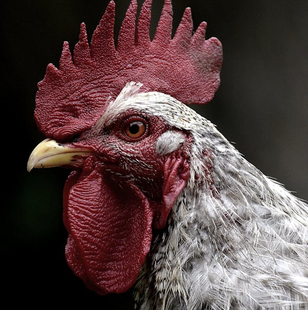 Quiz über Hühner: Wie viel wissen Sie über diese Vögel?
