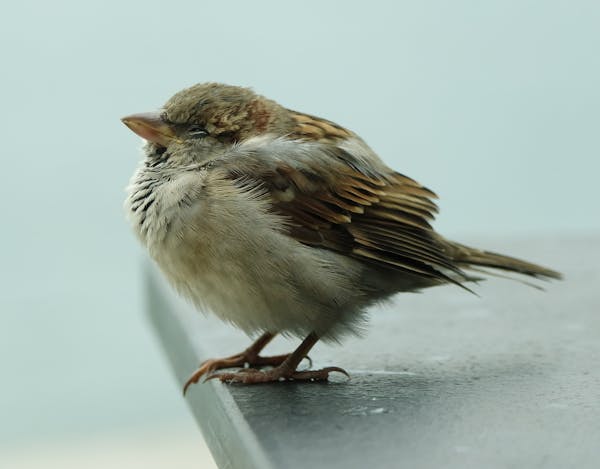 Quiz über Spatzen: Wie viel wissen Sie über diese häufigen Vögel?
