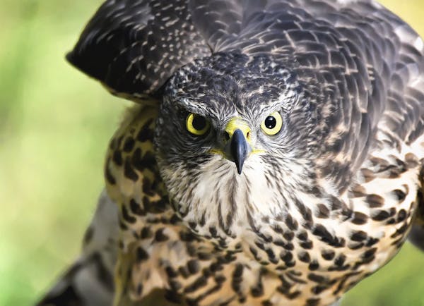 Quiz über Falken: Wie viel weißt du über diese majestätischen Vögel?