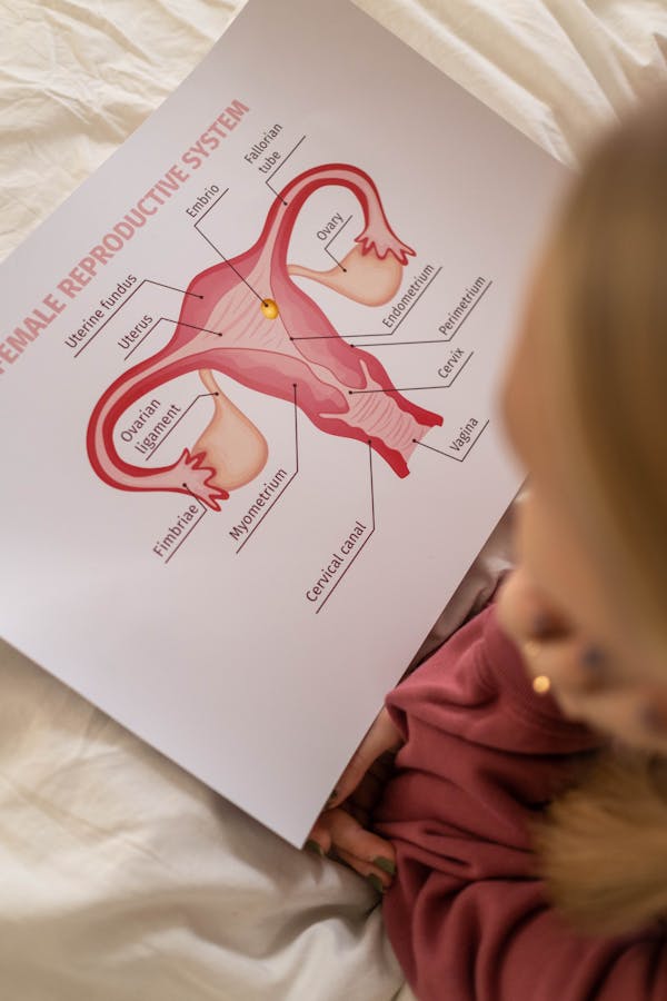 Quiz de Anatomia e Fisiologia dos Órgãos Reprodutivos