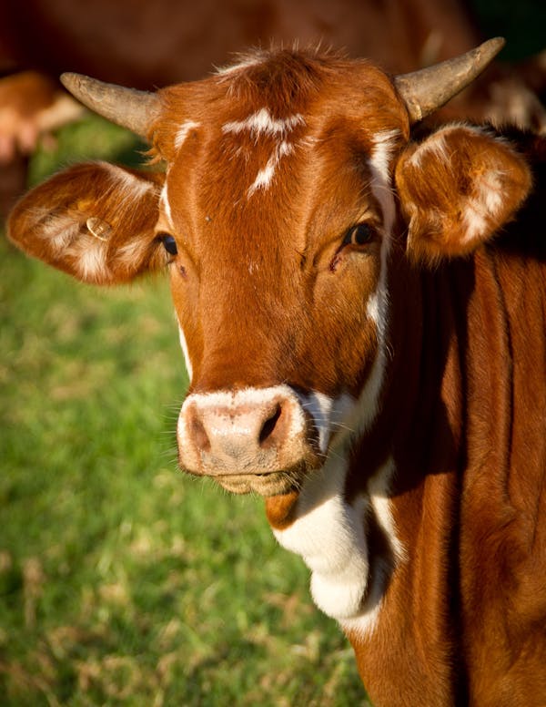 Quiz sobre vacas: Quanto você sabe sobre esses animais?