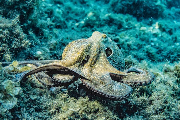 Quiz sobre Polvos: Quanto você sabe sobre esses incríveis animais marinhos?
