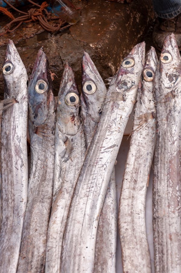 Quiz sobre Barracudas: Quanto você sabe sobre esses predadores marinhos?