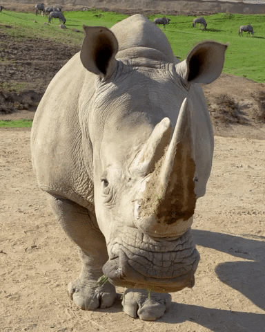 Quiz sobre Rinocerontes: Quanto você sabe sobre esses animais majestosos?