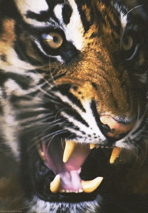 Quanto você sabe sobre tigres? Teste seus conhecimentos com nosso quiz!