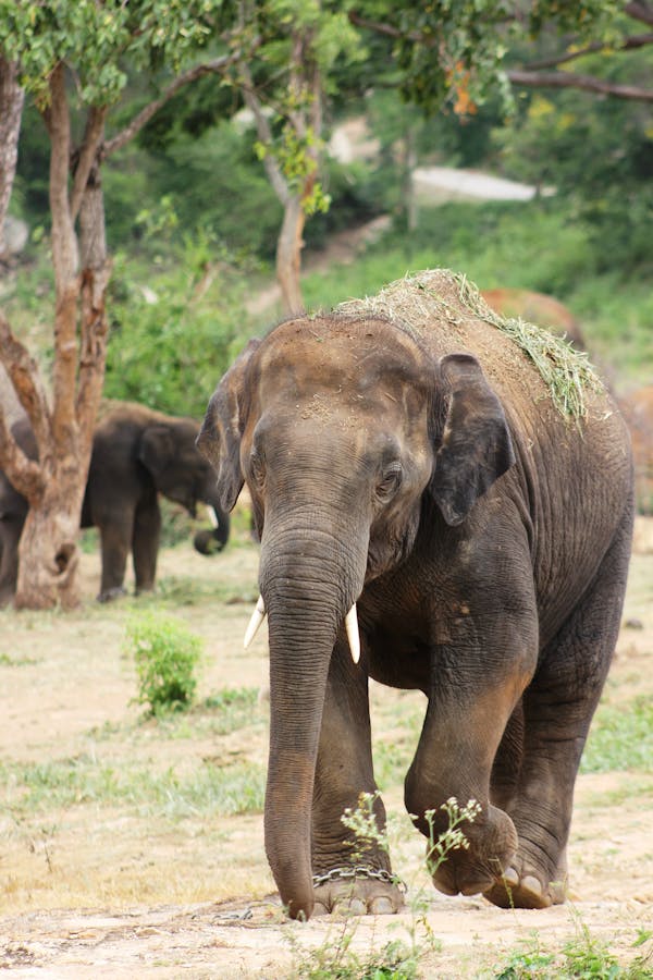 Quiz sobre Elefantes: Quanto você sabe sobre esses animais majestosos?
