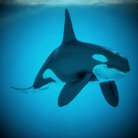 Quiz sobre Orcas: Quanto você sabe sobre essas majestosas criaturas marinhas?