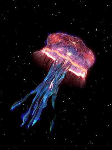Quiz sobre Águas-vivas: Quanto você sabe sobre essas criaturas marinhas?