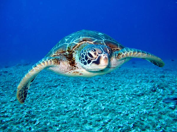 Quiz sobre tartarugas marinhas: quanto você sabe sobre essas criaturas fascinantes?