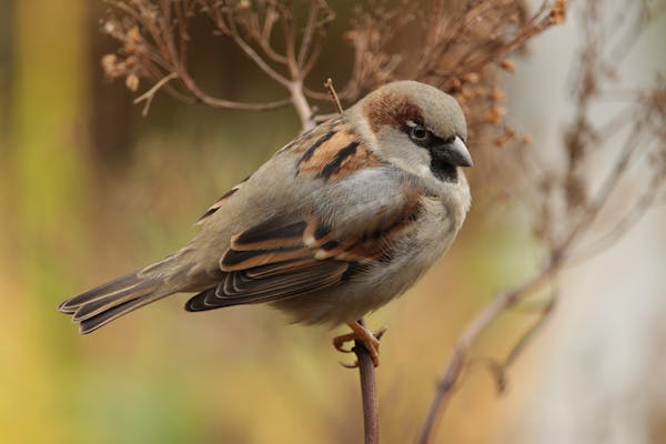 Quiz sobre Pardais: Quanto você sabe sobre essas aves comuns?