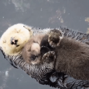 Quiz sobre lontras marinhas: quanto você sabe sobre esses animais adoráveis?