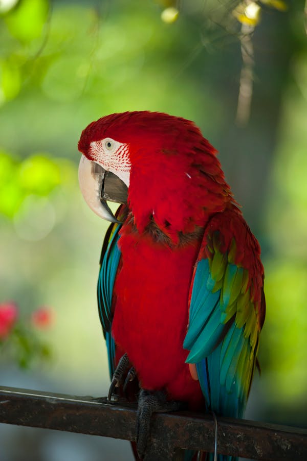 Quiz sobre papagaios: quanto você sabe sobre essas aves coloridas?